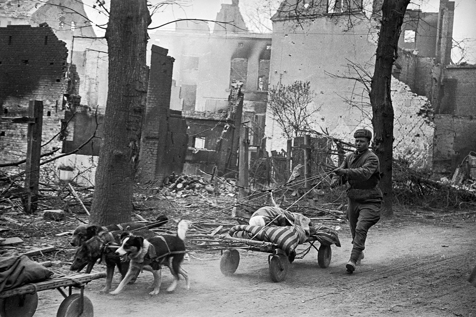 Die Aufnahme zeigt einen von Hunden mithilfe von angelegtem Geschirr gezogenen Holzwagen, auf dem ein Verwundeter mitgeführt wird. Ein weiterer Soldat lenkt den Wagen durch Zügel.